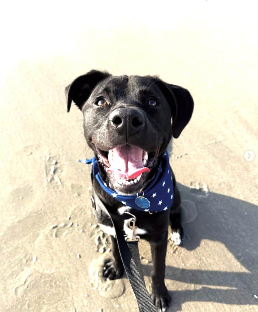 black dog smiling at camera